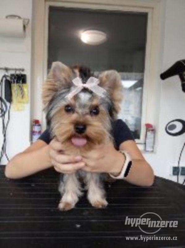 Stříhání  psů Jablunkov. - foto 10