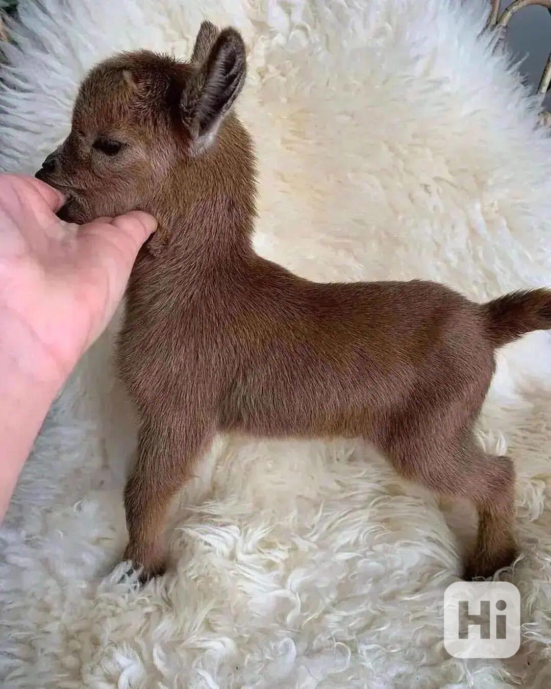 Prodám kozy světové třídy! - foto 1