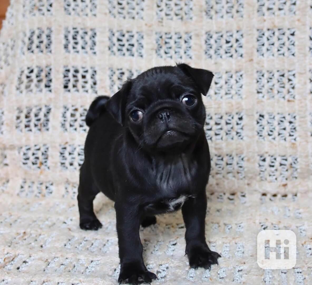 štěňata mopse - foto 1