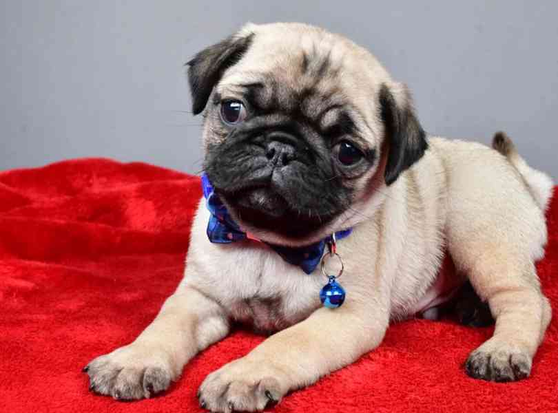 štěňata mopse - foto 2