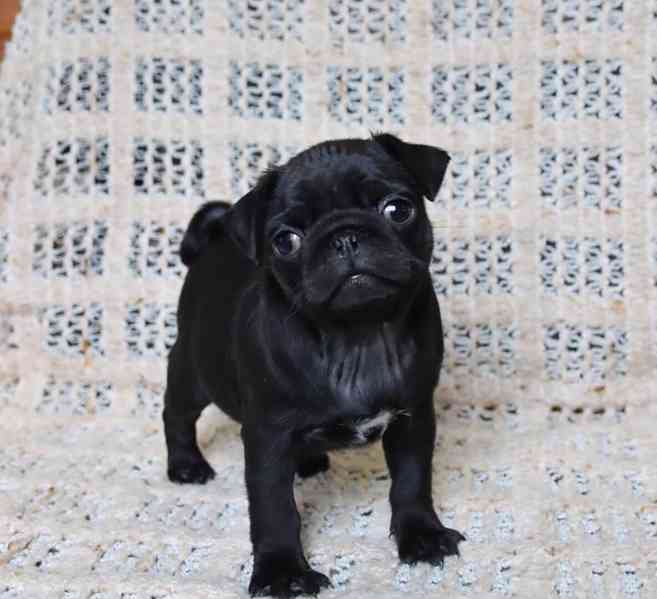 štěňata mopse - foto 1