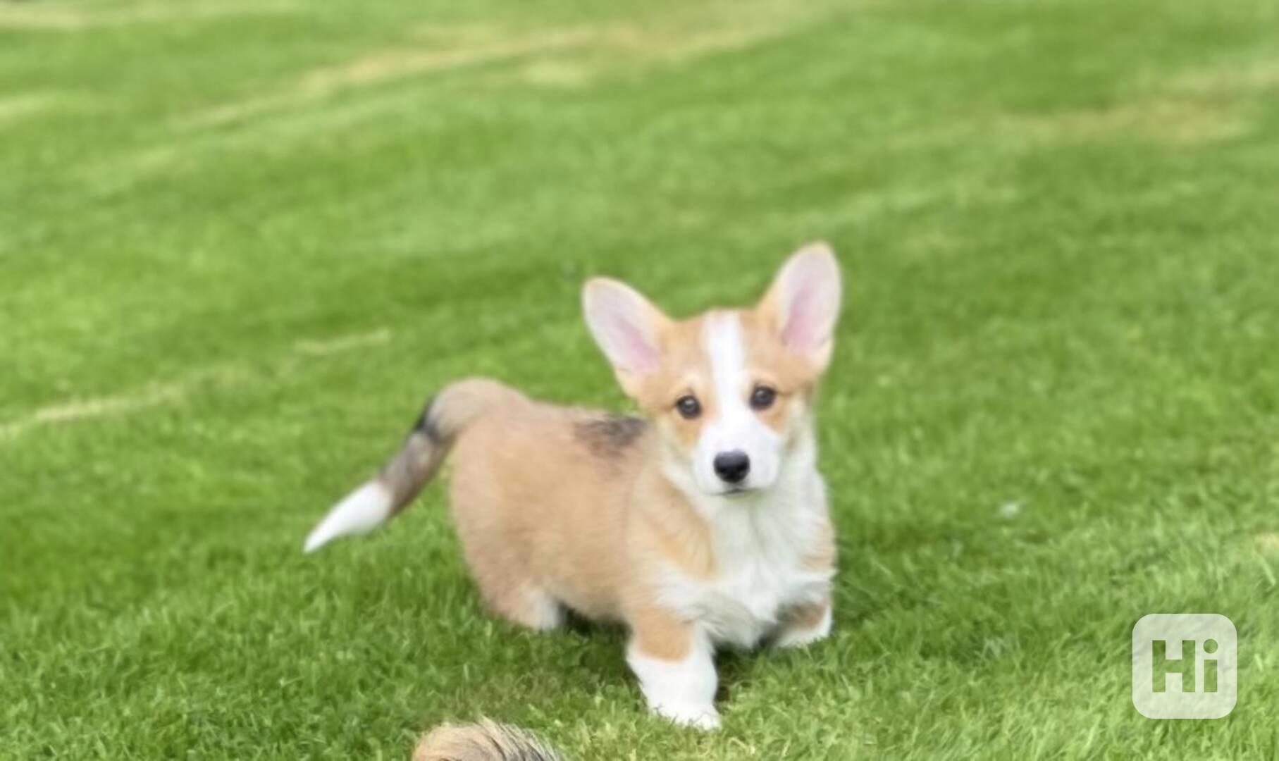 Štěně Welsh Corgi - foto 1