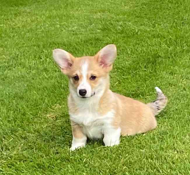 Štěně Welsh Corgi - foto 2