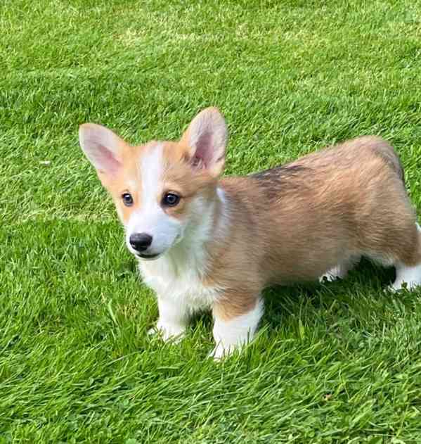 Štěně Welsh Corgi - foto 3