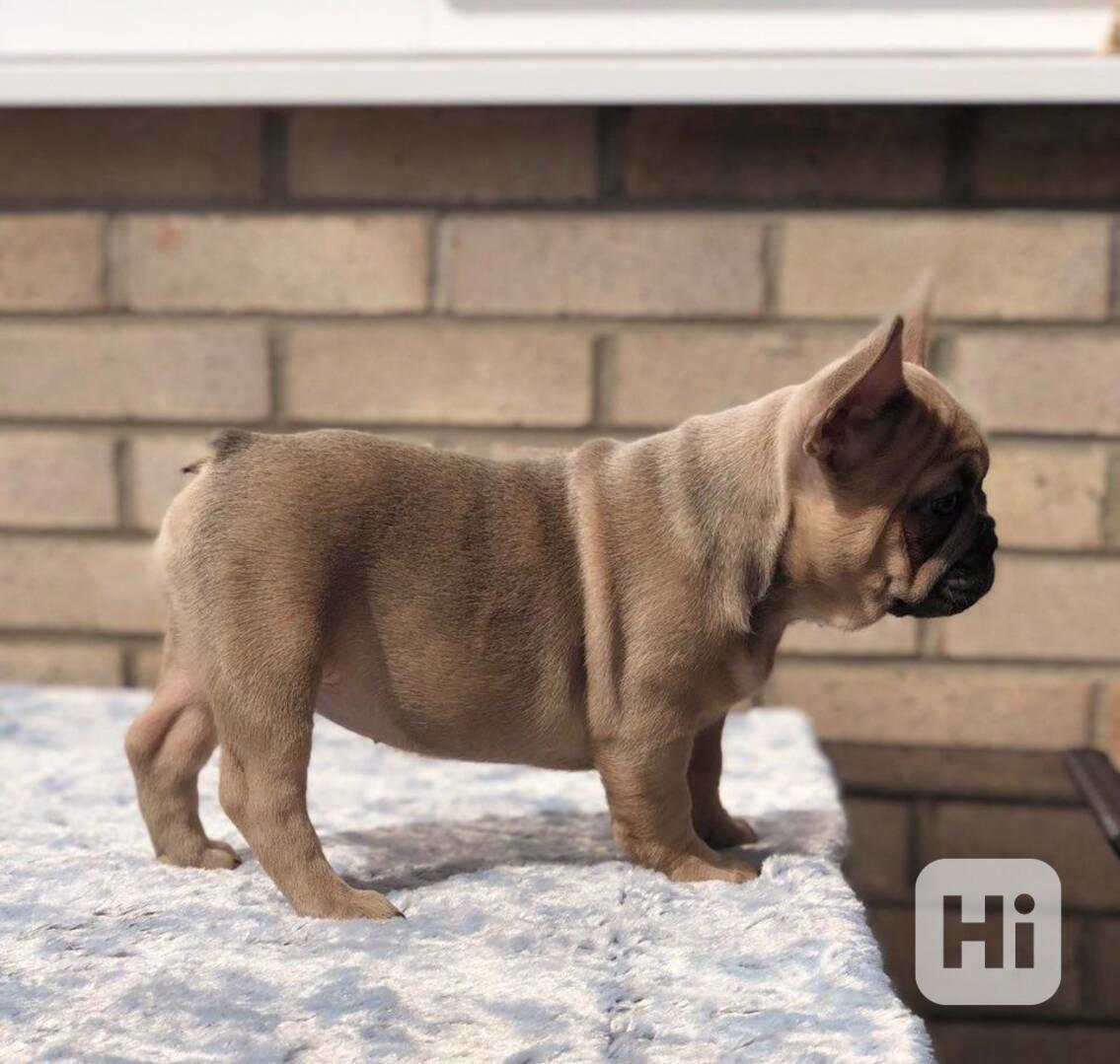 K dispozici dvě krásná štěňata francouzského buldočka - foto 1