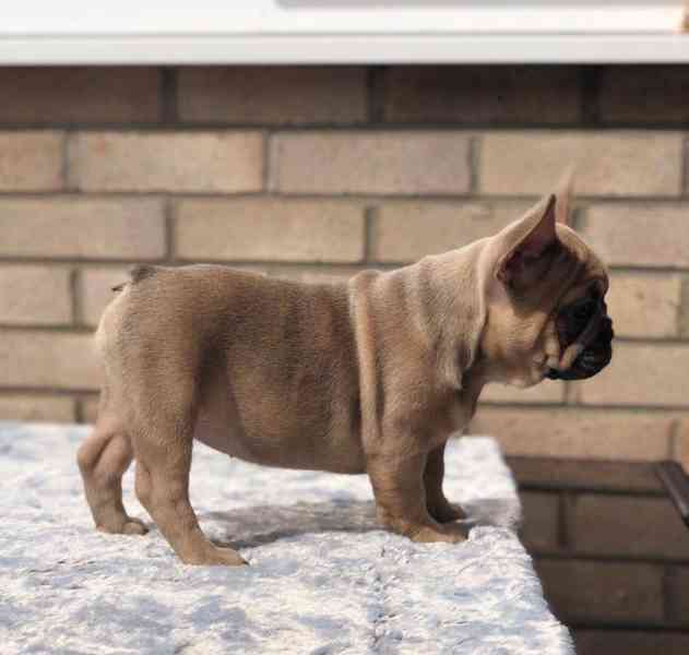 K dispozici dvě krásná štěňata francouzského buldočka - foto 1