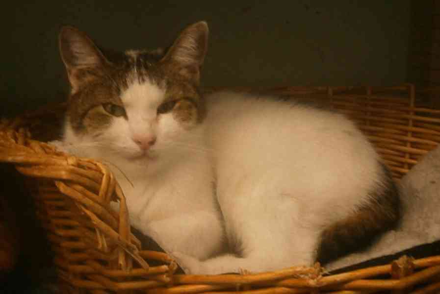 Milý, komunikativní bílomourovaný Oliver,  7-8letý - foto 4