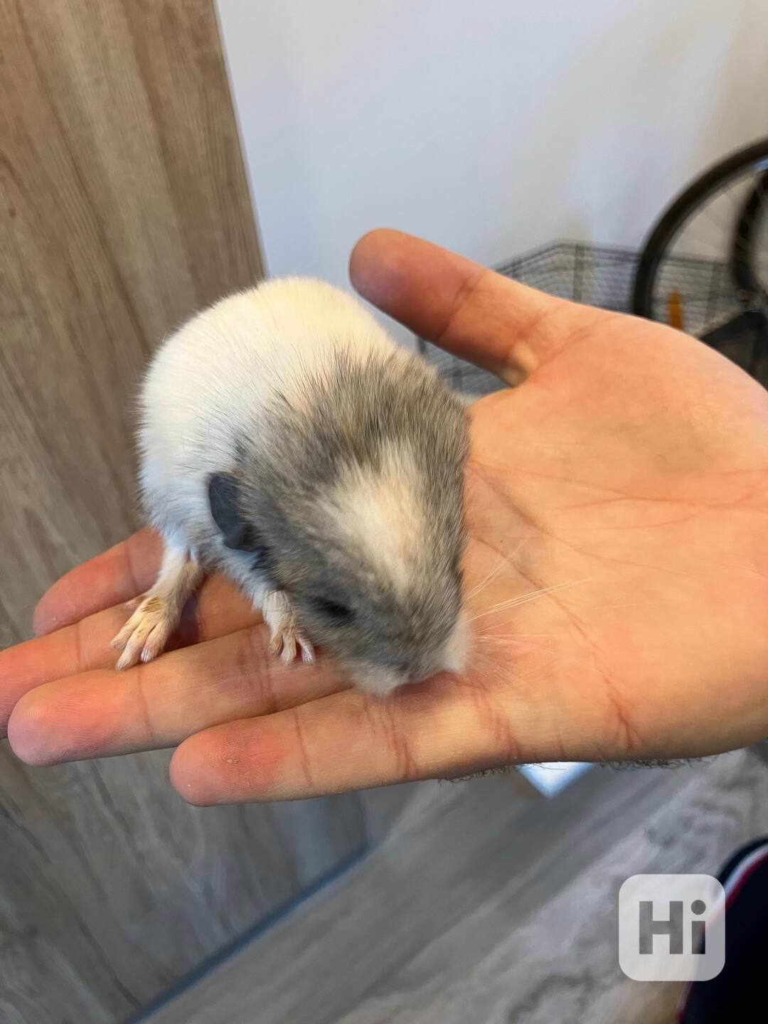 Samec činčily z domácího chovu - foto 1