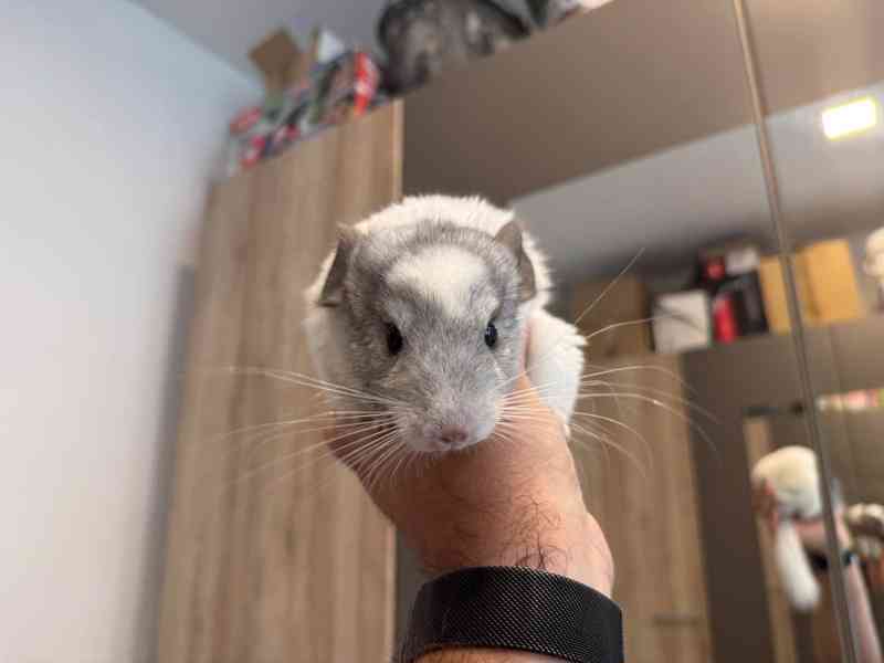 Samec činčily z domácího chovu - foto 4