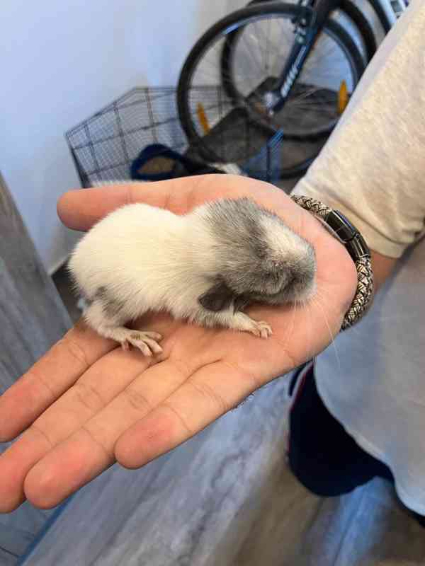Samec činčily z domácího chovu - foto 2