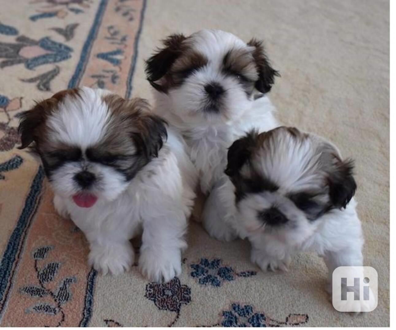 štěňátka shih tzu k adopci zdarma - foto 1