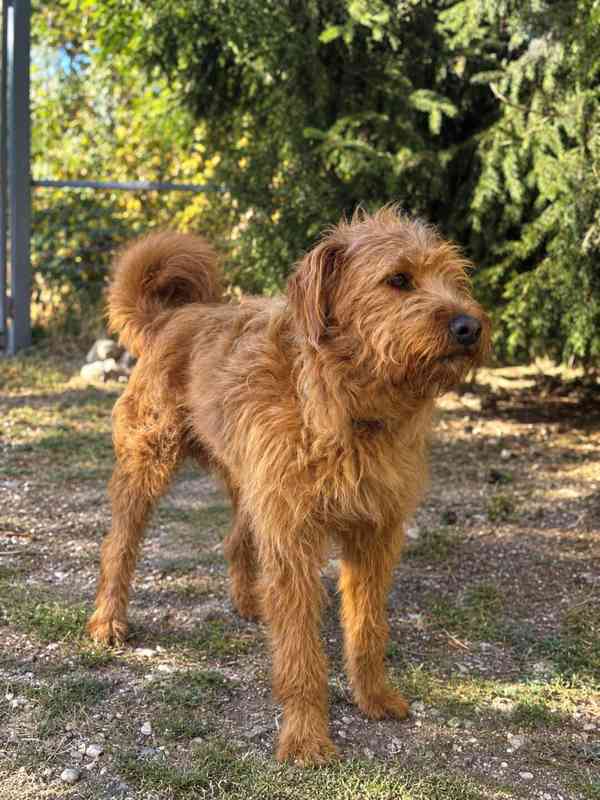 ARTUR - 20 kg, kastrovaný psík 1 rok  - foto 5