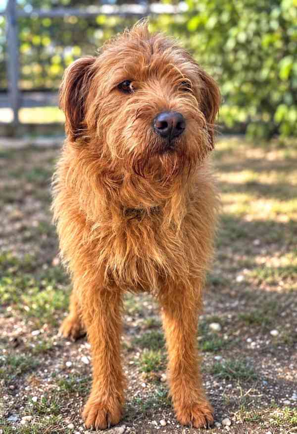 ARTUR - 20 kg, kastrovaný psík 1 rok  - foto 4