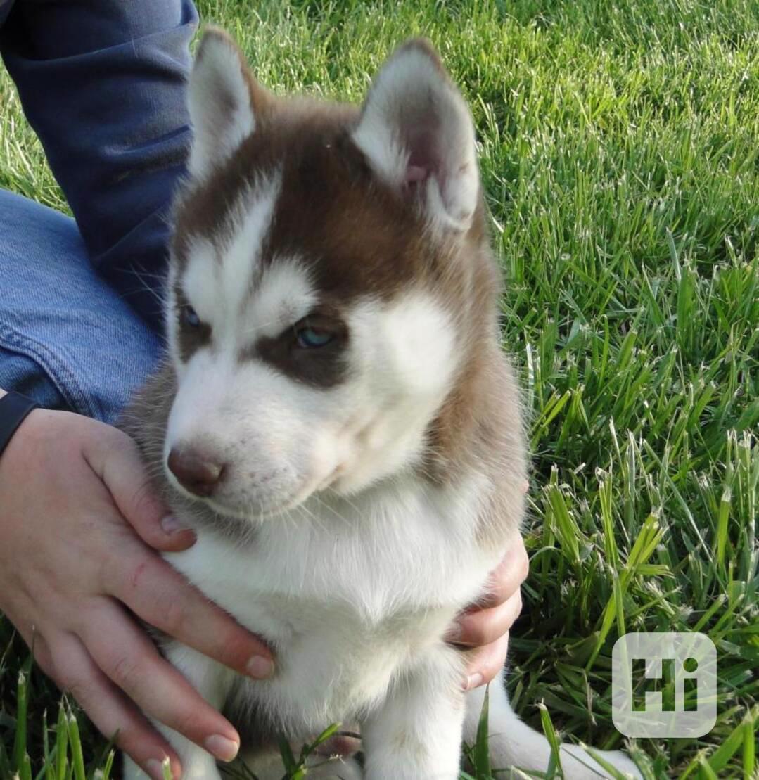 Štěně sibiřského husky, fena a pes - foto 1