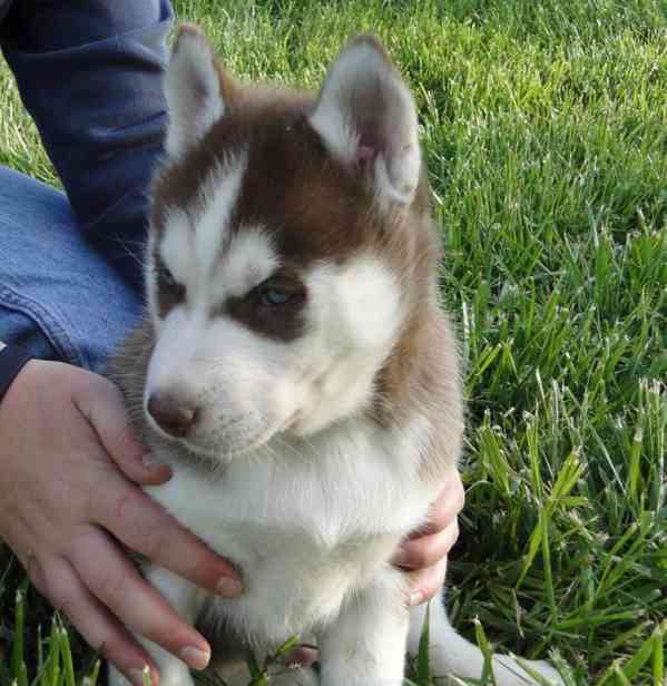 Štěně sibiřského husky, fena a pes - foto 1