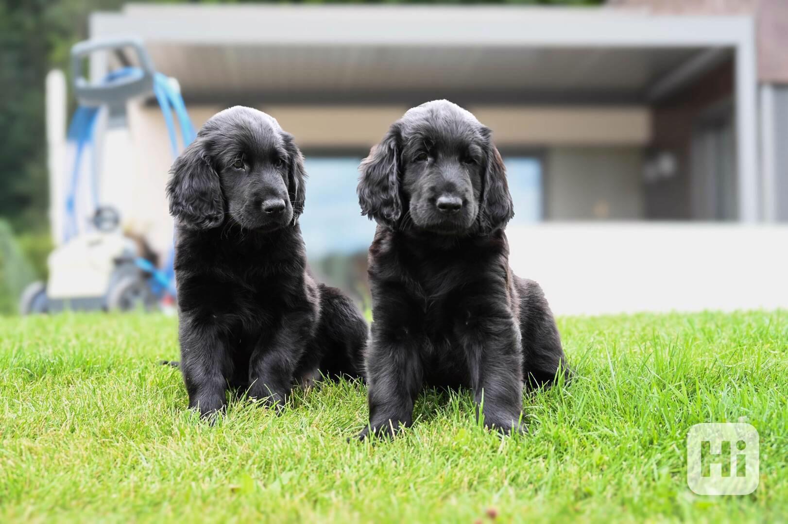 Flat Coated Retriever - štěňata s PP - foto 1