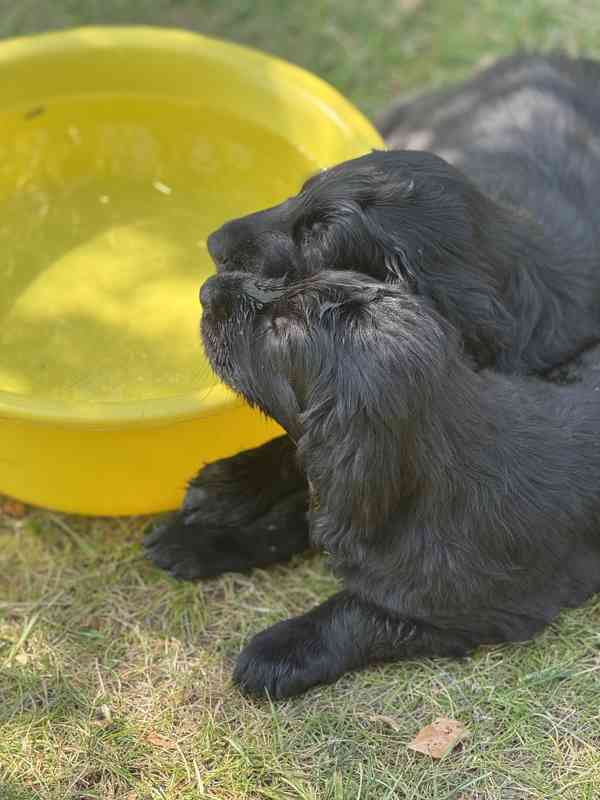 Flat Coated Retriever - štěňata s PP - foto 10