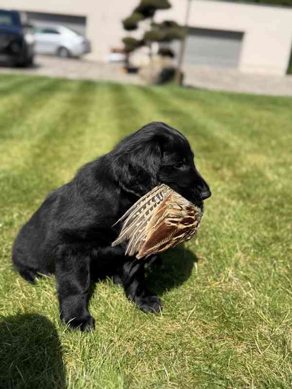 Flat Coated Retriever - štěňata s PP - foto 8