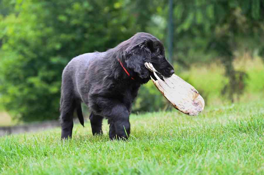 Flat Coated Retriever - štěňata s PP - foto 2