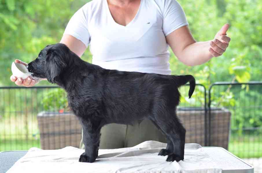 Flat Coated Retriever - štěňata s PP - foto 6