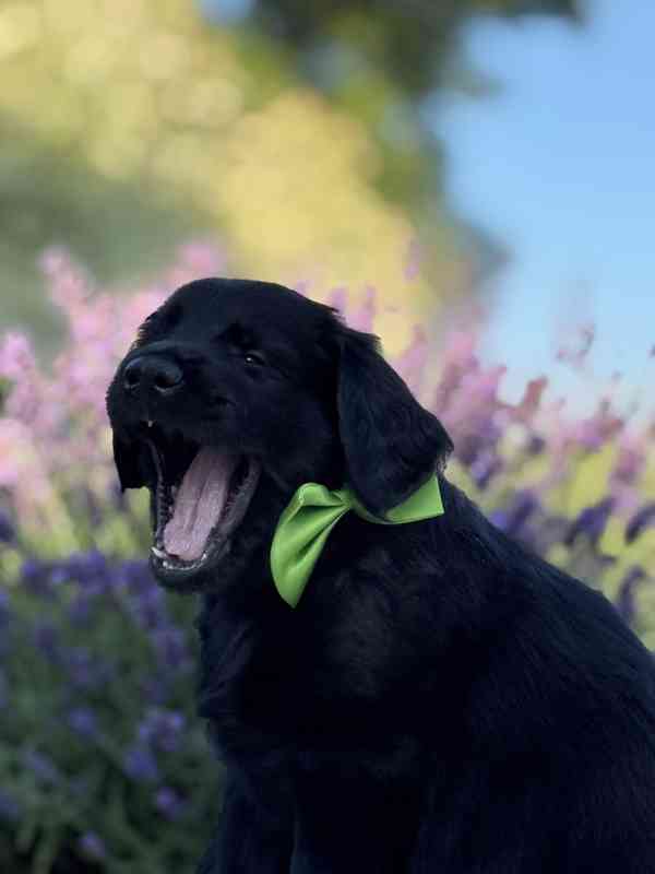 Flat Coated Retriever - štěňata s PP - foto 11