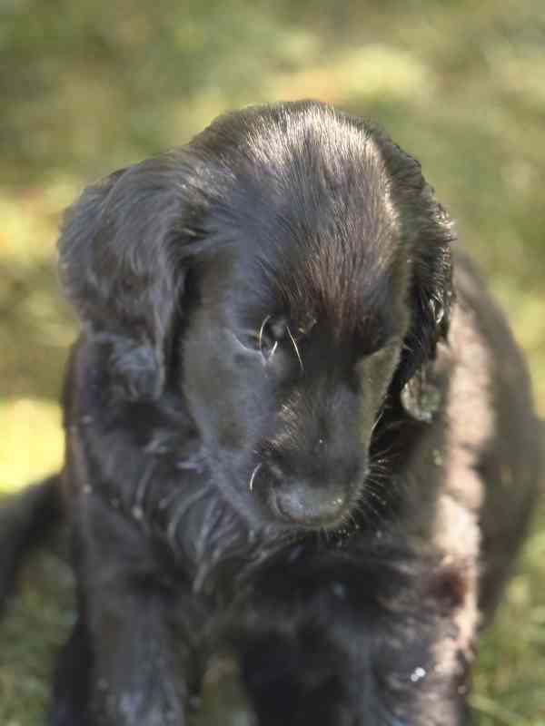 Flat Coated Retriever - štěňata s PP - foto 9