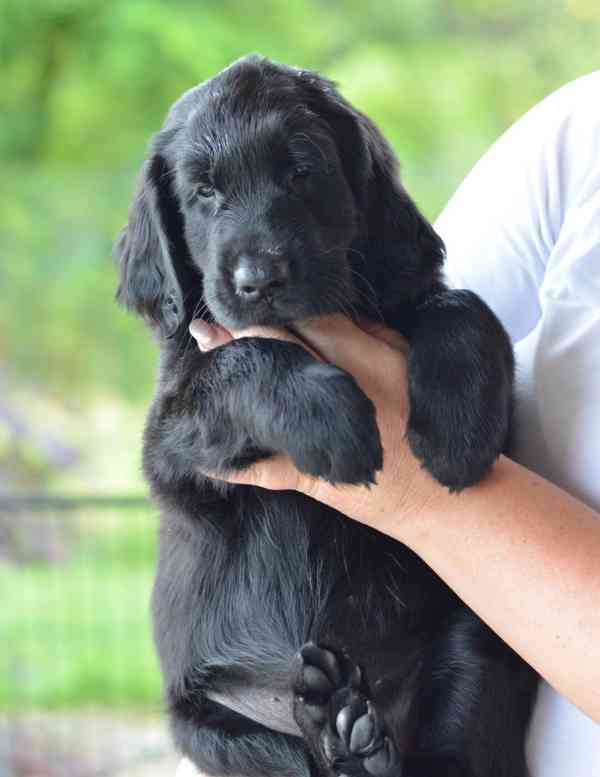 Flat Coated Retriever - štěňata s PP - foto 4