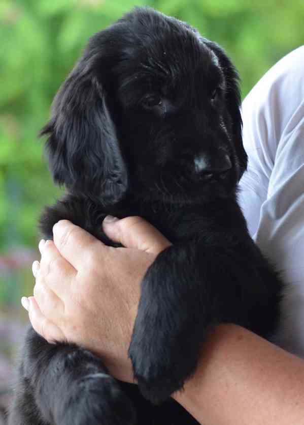 Flat Coated Retriever - štěňata s PP - foto 5