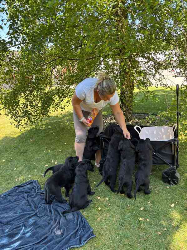 Flat Coated Retriever - štěňata s PP - foto 7