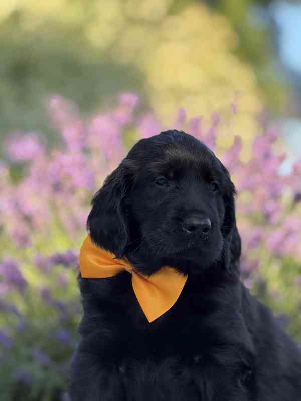 Flat Coated Retriever - štěňata s PP - foto 12