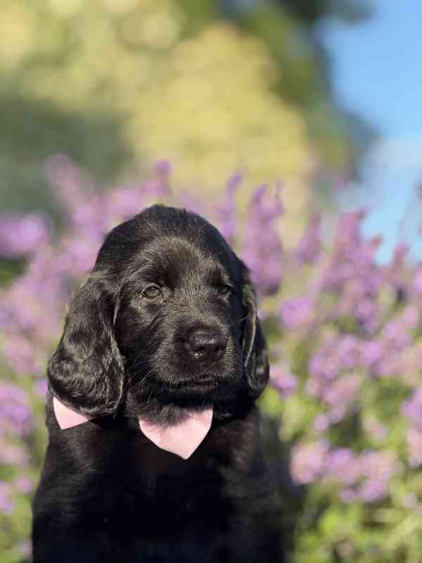 Flat Coated Retriever - štěňata s PP - foto 13