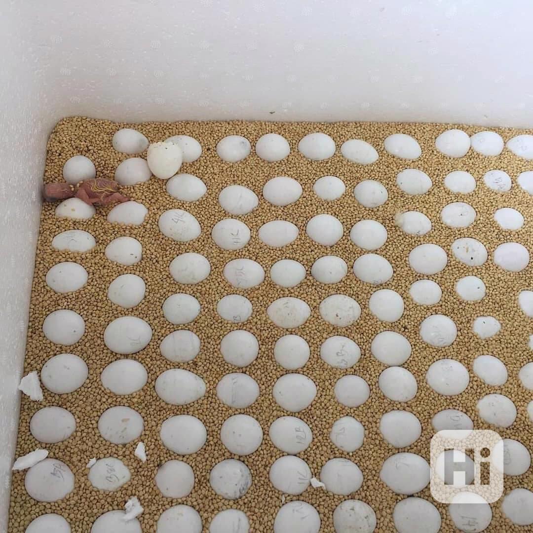 🦜🪺 Krásní papoušci a oplozená vejce k prodeji! - foto 1