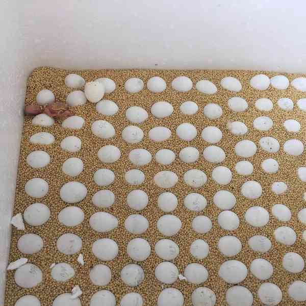 🦜🪺 Krásní papoušci a oplozená vejce k prodeji! - foto 1