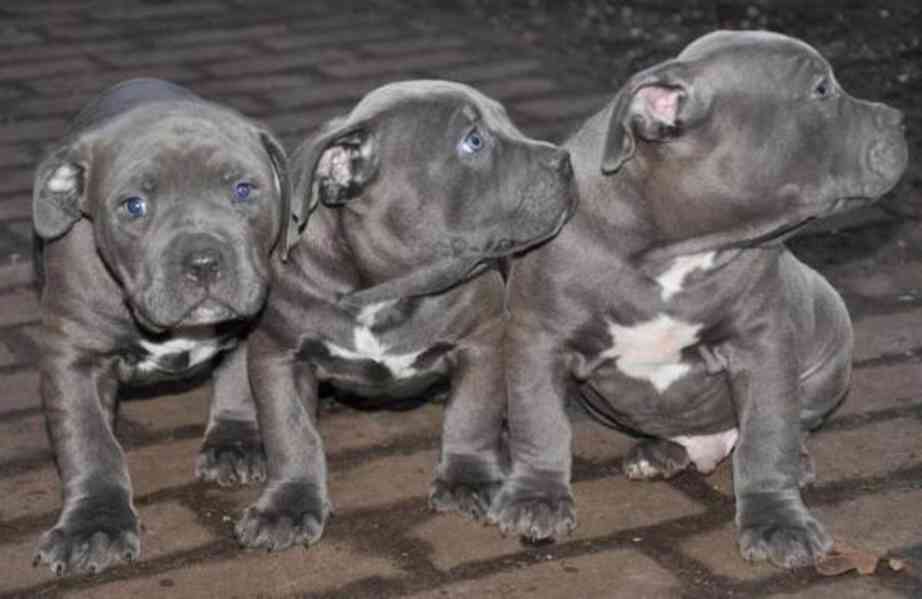 Registrovaná štěňata pitbula k adopci - foto 1