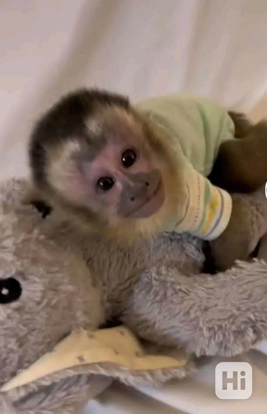   Nejroztomilejší kapucínské mládě, jaké jsem kdy viděl      - foto 1