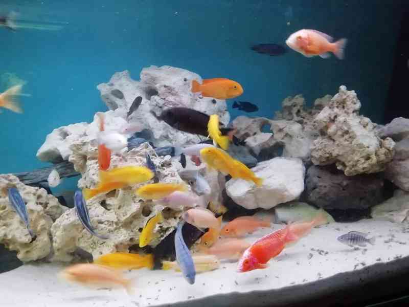 Tlamovci Malawi - foto 6