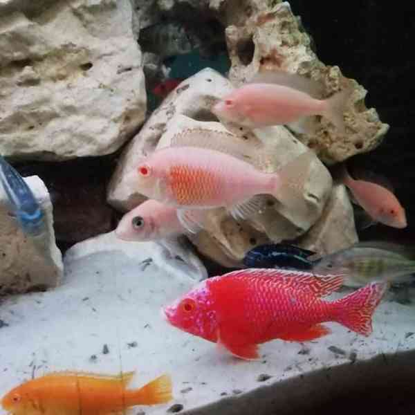 Tlamovci Malawi - foto 2