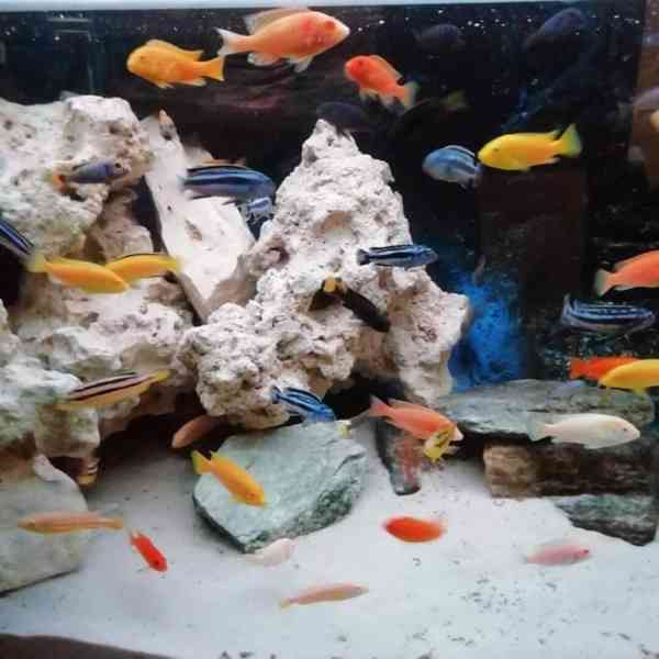 Tlamovci Malawi - foto 3