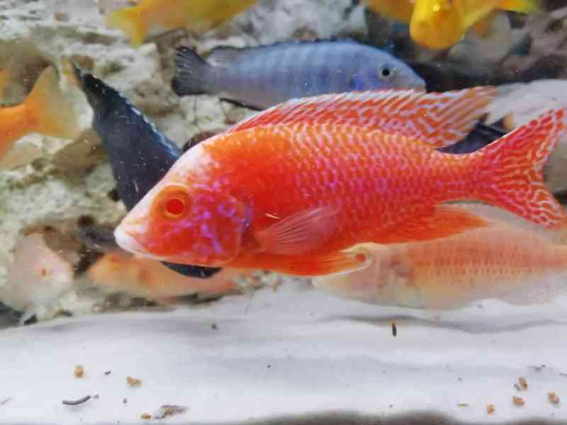 Tlamovci Malawi - foto 7