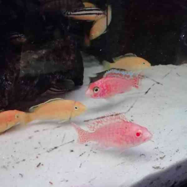 Tlamovci Malawi - foto 5