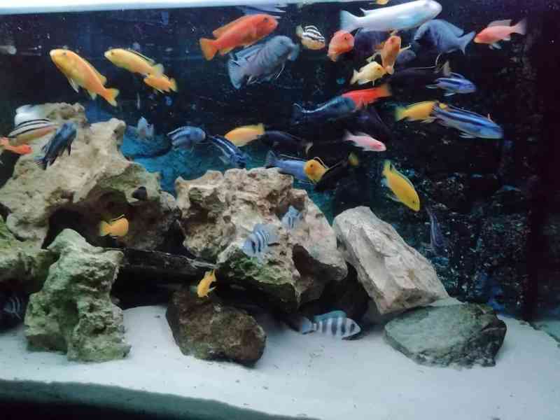 Tlamovci Malawi - foto 8