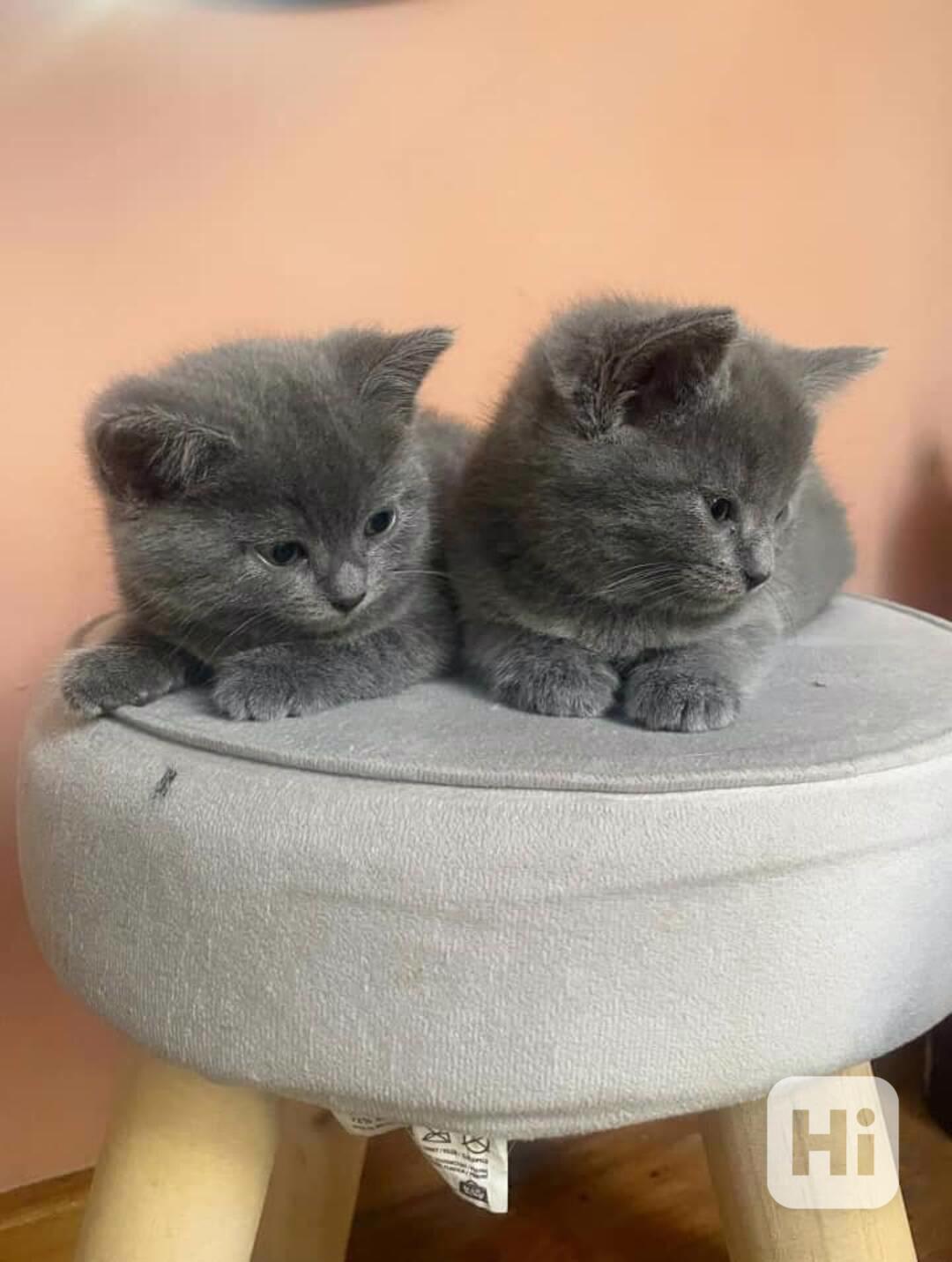 Krásné kotě Chartreux na prodej - foto 1