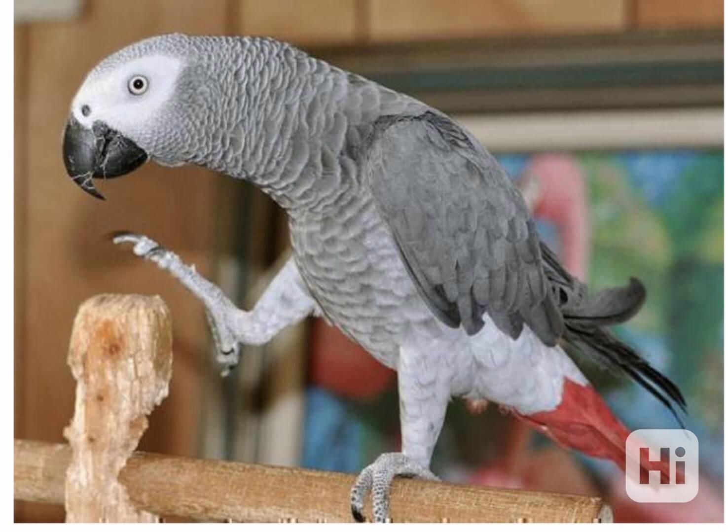 Afričtí šedí papoušci - foto 1