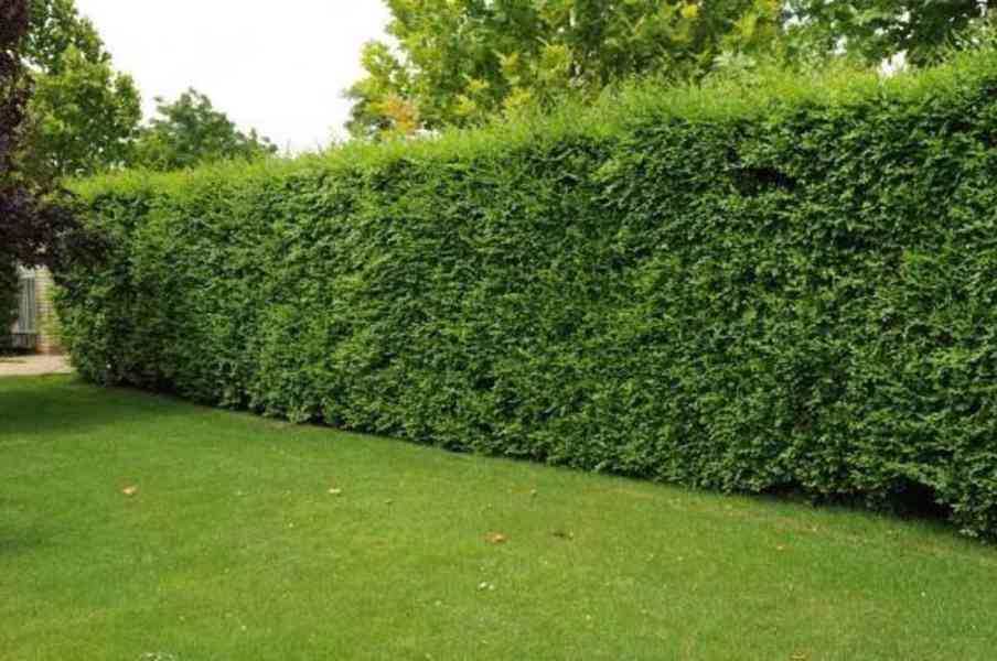 Podzimní VÝPRODEJ: Kouzelný živý plot - Jilm sibiřský - foto 5