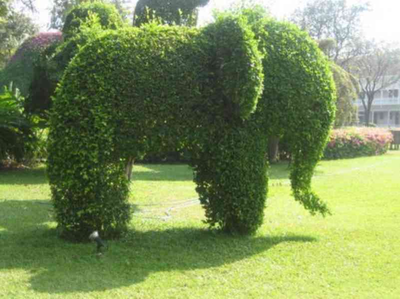 Podzimní VÝPRODEJ: Kouzelný živý plot - Jilm sibiřský - foto 2