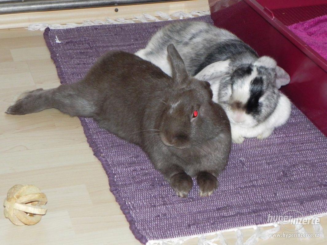 Adopce zakrslých králíčků POUZE do dobrých a zkušených rukou - foto 1