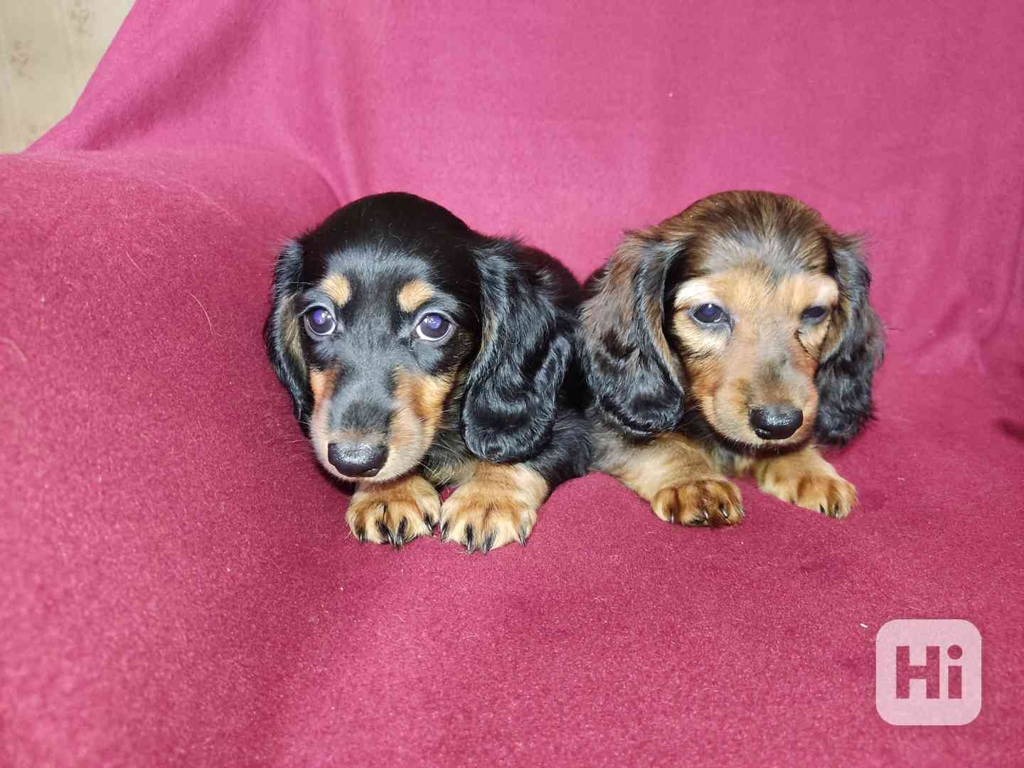 Jezevčík dlouhosrstý králičí , trpasličí  - foto 1