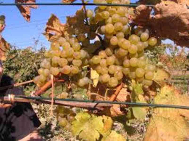 Prodám hrozny révy vinné odrůdy Sauvignon Blanc