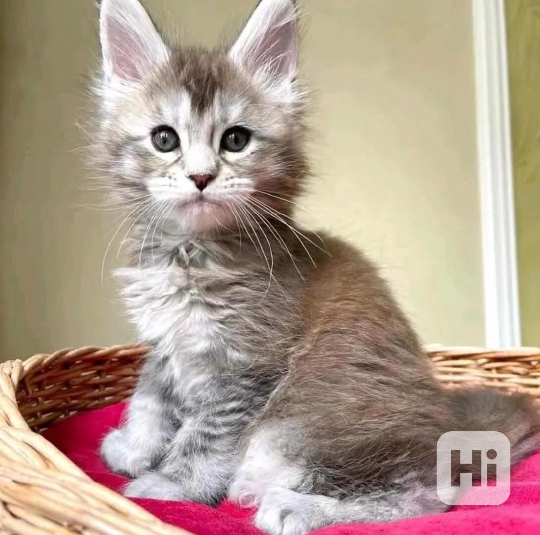 Tato okouzlující koťátka Mainské mývalí kočky  - foto 1