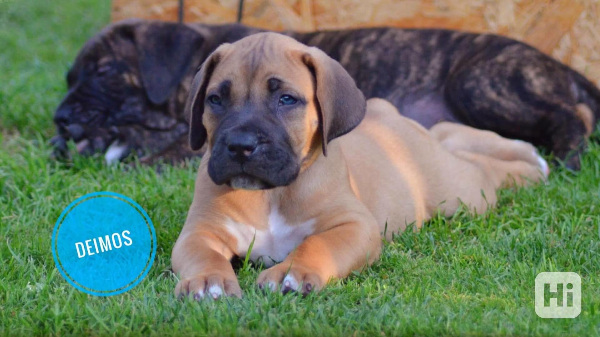 Štěňátka Boerboel s PP - foto 1